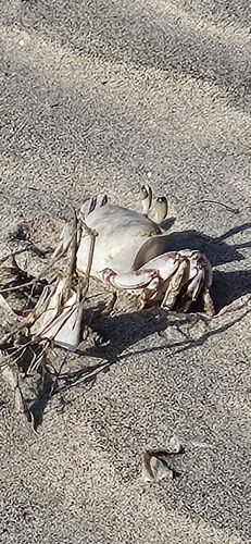 Pink Ghost Crab