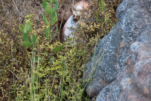 Sprawling Seacoral (Tetragonia fruticosa)