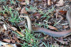 Cubophis cantherigerus