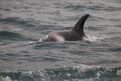Lagenorhynchus albirostris