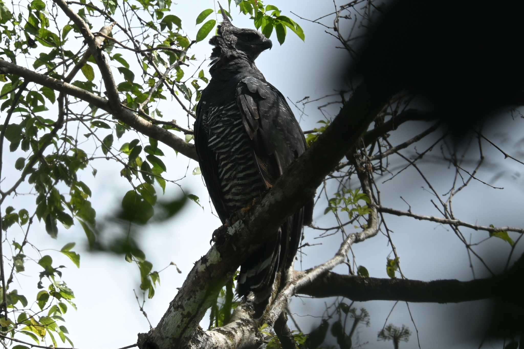 Crested Eagle (Morphnus guianensis), photo 1