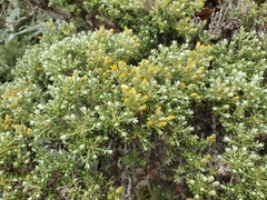 Brachyglottis cassinioides