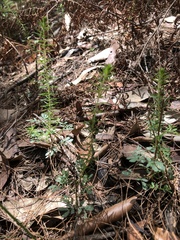 Acacia ulicifolia
