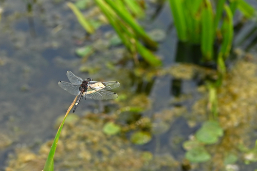 Large White-faced Darter, Weerribben-wieden, NL-OV-SW, NL-OV, NL, photo 10 of 10