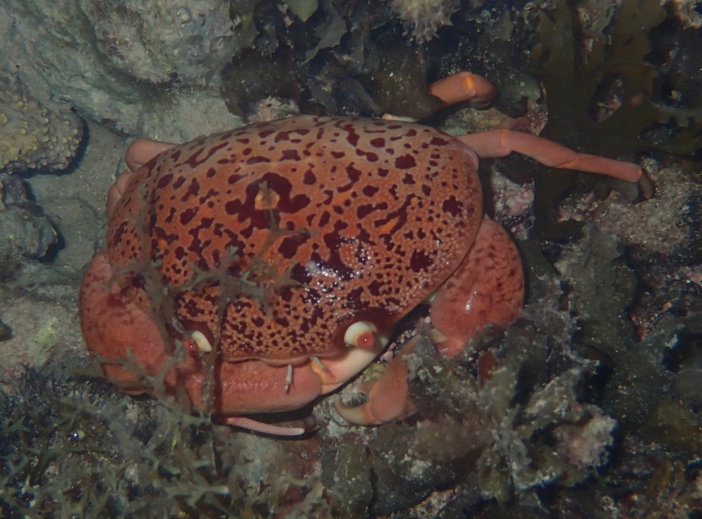 convex reef crab