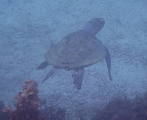 Hawksbill Sea Turtle