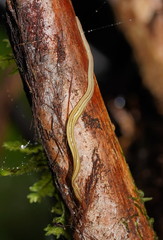 Fletchamia mediolineata