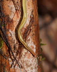 Fletchamia mediolineata