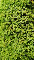 Zygodon pentastichus