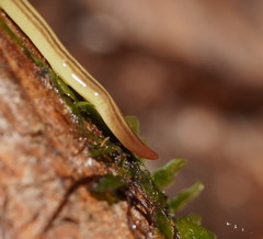 Fletchamia mediolineata