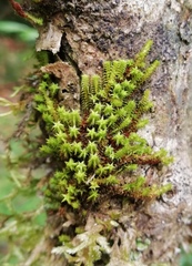 Zygodon pentastichus