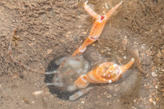 Glypturus