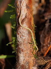 Fletchamia mediolineata