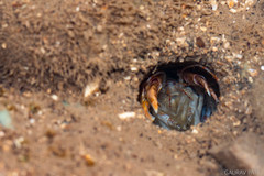 Glypturus