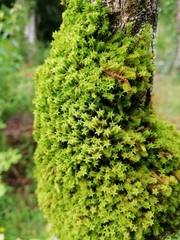 Zygodon pentastichus