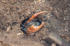 Glypturus