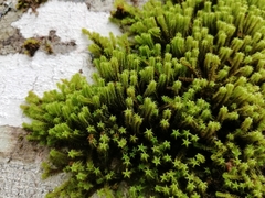 Zygodon pentastichus