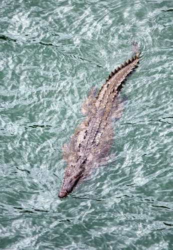 American crocodile