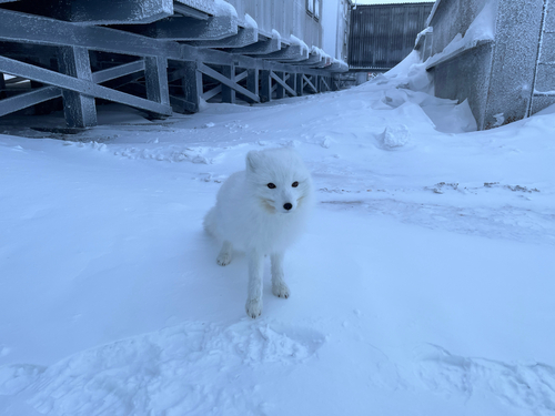 Arctic Fox observed by featheredpteradactyl