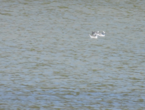Wilson's Phalarope (Phalaropus tricolor), photo 3