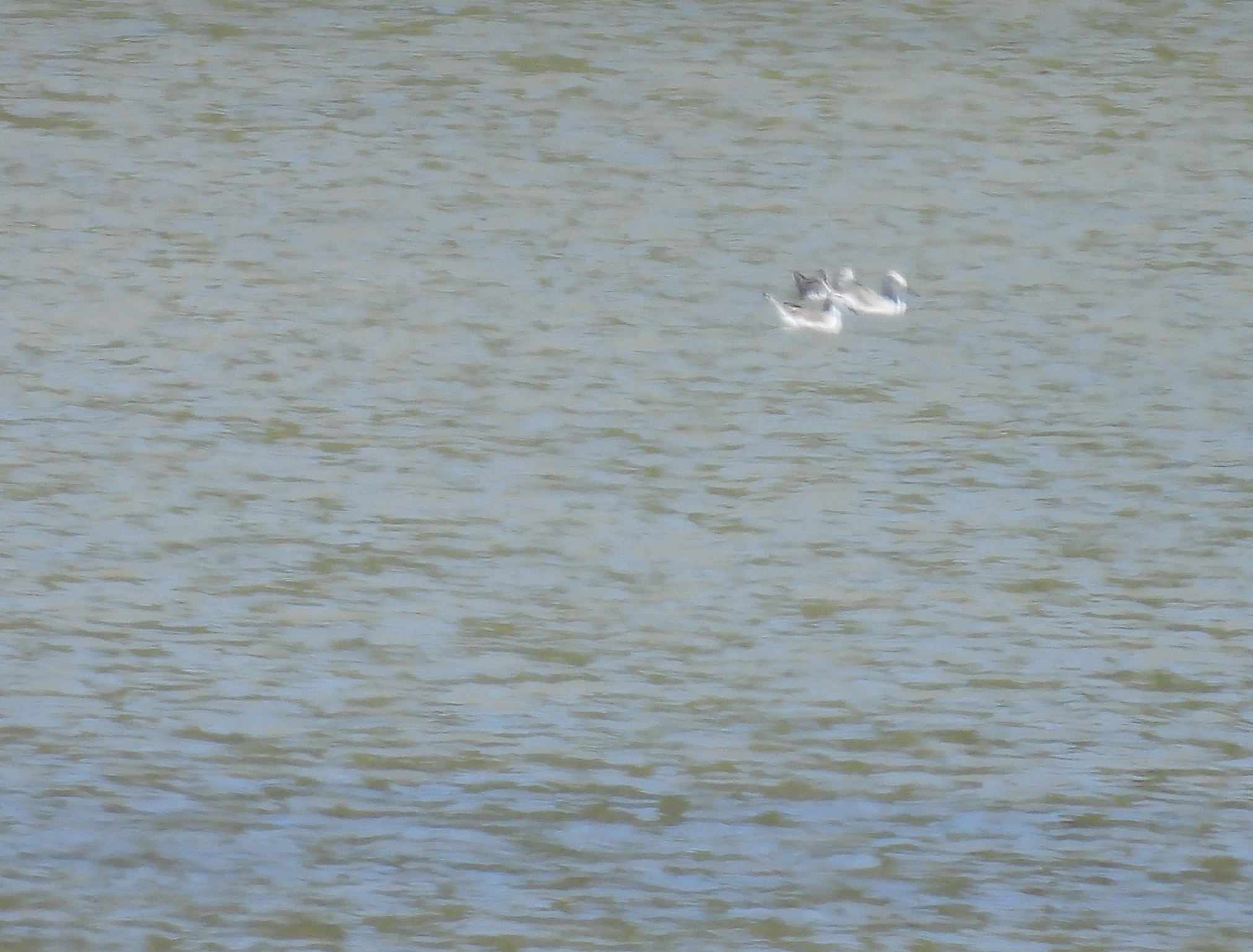 Wilson's Phalarope (Phalaropus tricolor), photo 4