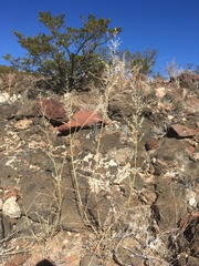 Cottea pappophoroides