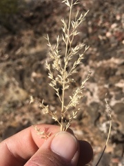 Cottea pappophoroides