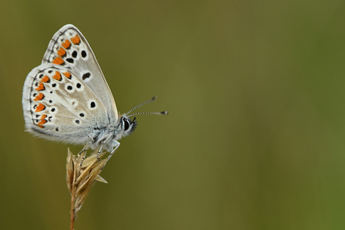 Brown Argus, Noord-Holland, NL, photo 10 of 10