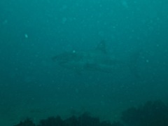 Carcharodon carcharias
