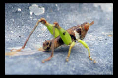 Thericles flavoangulatus