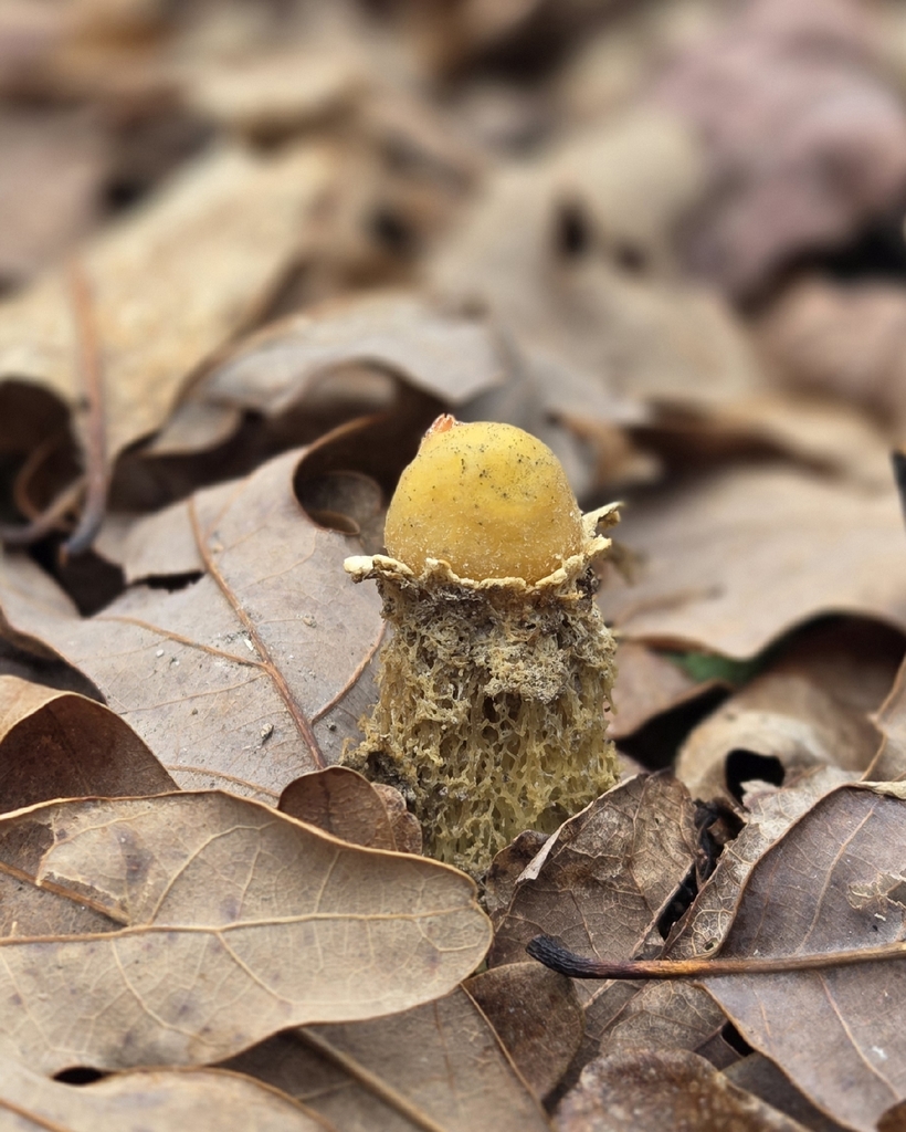 Calostoma lutescens · February 2026 · photo: © kirk_gardner (iNaturalist, cc-by)