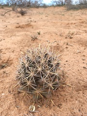 Coryphantha robustispina uncinata