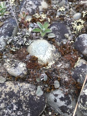 Convolvulus verecundus
