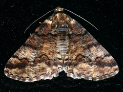 Cryphaea xylina