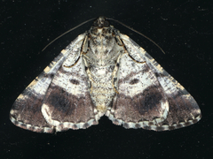 Cryphaea xylina