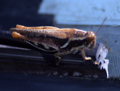 Catantopinae