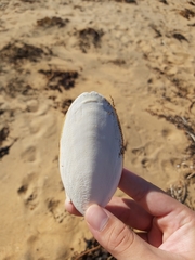 Sepia mestus