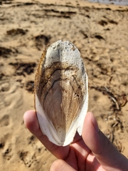 Sepia mestus