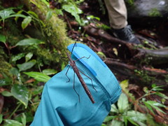 Pseudophasma unicolor