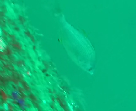 sharpnose seaperch