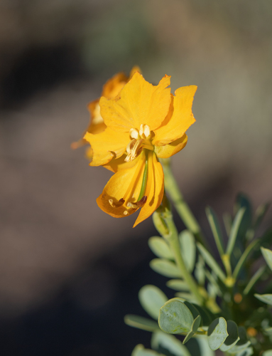 Senna arnottiana, photograph 6