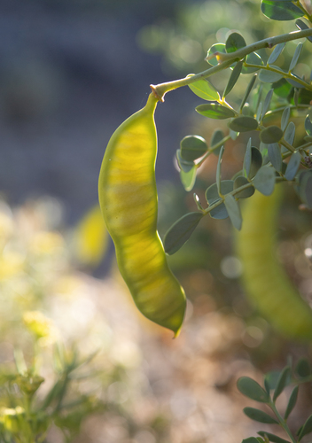 Senna arnottiana, photograph 3