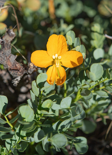 Senna arnottiana, photograph 4