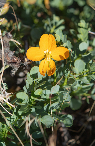 Senna arnottiana, photograph 5