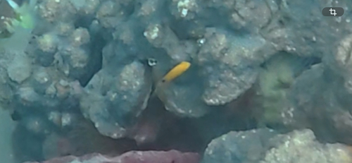 Stegastes planifrons