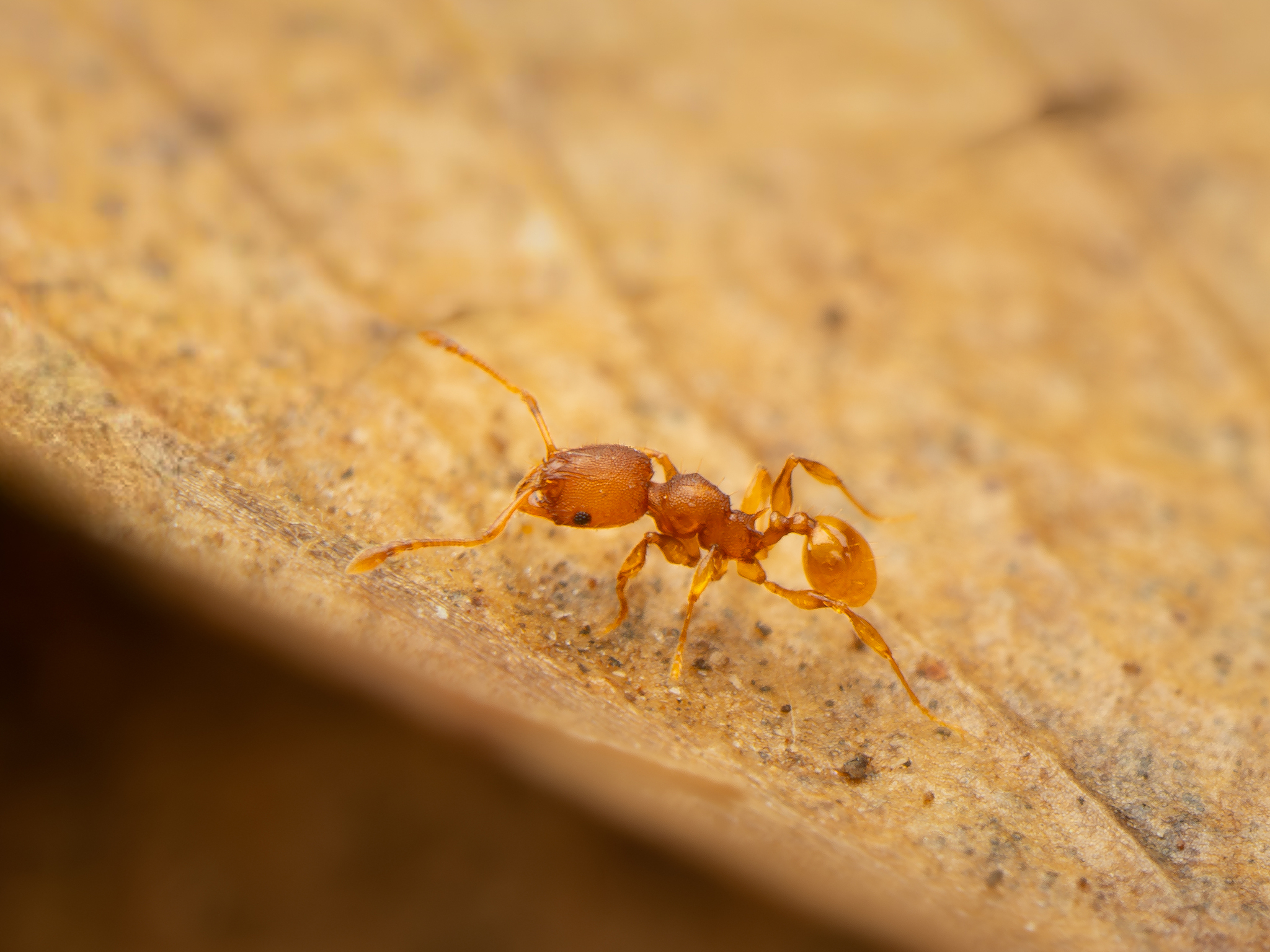 Pheidole variabilis