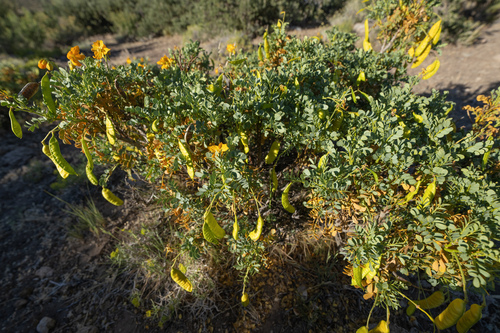 Senna arnottiana, photograph 2