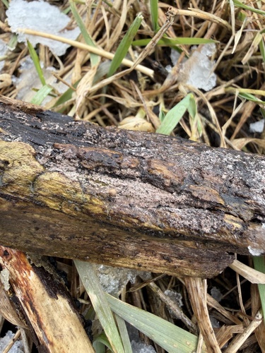 Trichothecium roseum, 2026-02-18