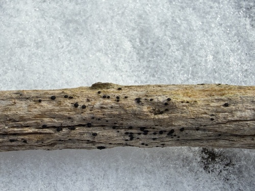 Patellaria atrata observed 2026-02-18