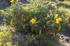 Senna arnottiana